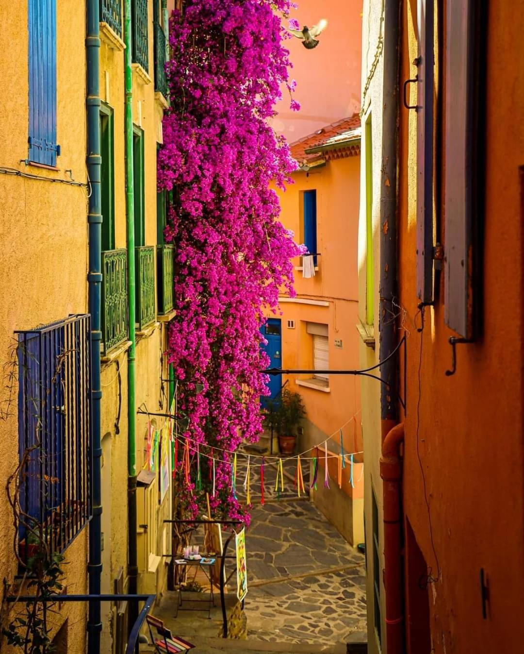 Charme A 20 M De La Plage Centre Village Collioure Exterior photo